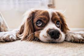So Wichtig Ist Taurin Fur Den Hund