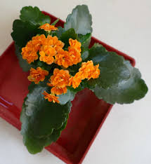 Kalanchoe Blossfeldiana Calandiva Orange