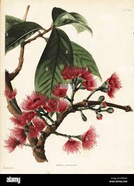 Image result for Eugenia malangensis