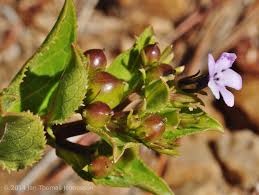 Image result for Teedia lucida