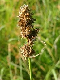 Image result for Digitaria appropinquata