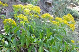 Image result for Pyrostria phyllanthoidea