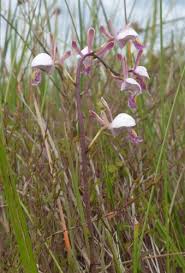 Image result for Eulophia caricifolia