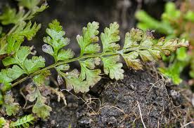 Image result for Cystopteris diaphana