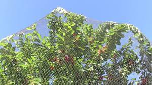 Once the netting is over the frame, roll the edges under at the bottom and secure around it at regular intervals with the weed mat pins. Quick Review Of Wilson S Anti Bird Netting Protecting Fruit Trees Youtube