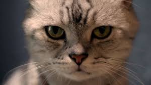 Most of us don't know or ask what happens to dead pets. Will Your Cat Eat Your Corpse Wired