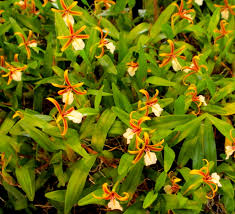 This is a wonderful miniature creeping orchid native to mexico, cuba. Dinema Polybulbon Southern Suburbs Orchid Society Inc