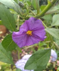 Image result for Lycianthes rantonnetii