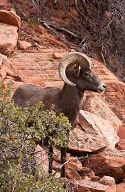 Desert Big Horn Ram Sheep In Utahs Zion National Park Zion National Park Zion National Park Utah Most Visited National Parks