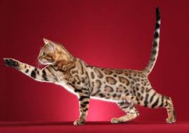 Find breeders near your state. Bengal Breeders