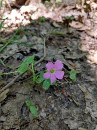 Image result for Oxalis anthelmintica