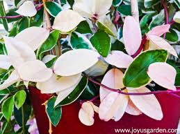 Maybe you would like to learn more about one of these? How To Care For A Hoya Houseplant Joy Us Garden