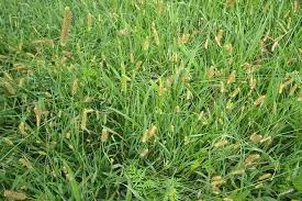 Image result for Setaria pumila