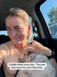 Lilac Merle Border Collie