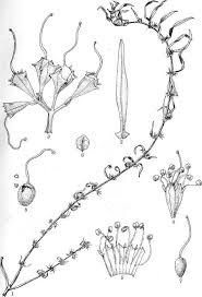 Image result for Tricliceras lanceolatum