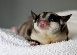 Suara Pada Sugar Glider Sugar Glider Daily