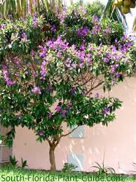Leaves turn deep purple by summer and shift to red hues in fall. Tibouchina Tree Purple Flowering Tree Florida Trees Florida Landscaping