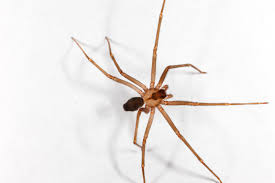 Concerned homeowners should call a professional pest control or extermination company. Brown Recluse Spiders Identification Threats Treatment