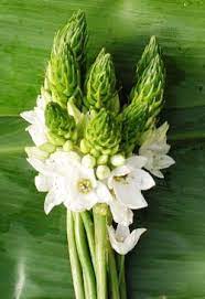 Maybe you would like to learn more about one of these? Fresh Star Of Bethlehem Amazon Flowers Proms Weddings