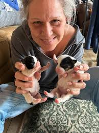 Puppies available for adoption at Devore high kill shelter