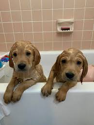 To learn more about each adoptable. Puppy Adoption Golden Retriever Bone S Retrievers Wesley Chapel Fl