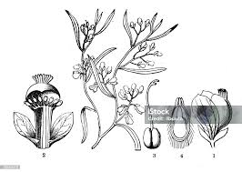 Image result for Polygala erioptera