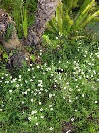 Dutch white clover is one of the most popular clovers used in lawns, but also has many other uses. Crawling Plant With Little White Flowers What Is This Whatsthisplant