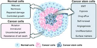 Cancer Stem Cell Targeted Bio Imaging And Chemotherapeutic Perspective Chemical Society Reviews Rsc Publishing