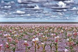 Image result for Crinum paludosum