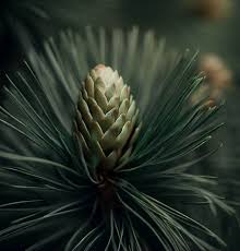 Image result for Pinus maximinoi