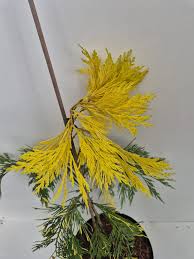 Image result for Calocedrus decurrens