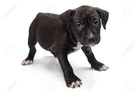 Staffordshire bull terriers still resemble the pugnacious brawlers who once ruled england's fighting pits. Black Staffordshire Terrier Puppy Isolated On White Background Stock Photo Picture And Royalty Free Image Image 96081889