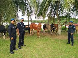 The honorific name of the state is darul naim (jawi: 11 Lembu Seludup Dirampas