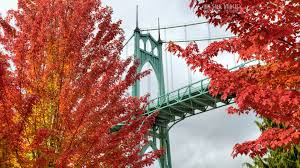 380548 Bridge Trees Bright Autumn Cathedral Park Portland Oregon 4k Wallpaper Mocah Hd Wallpapers