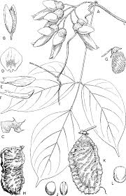 Take malay classes or courses because our tutors customize lessons for you. A Revision Of Mucuna Leguminosae Phaseoleae In Thailand Indochina And The Malay Peninsula Semantic Scholar