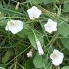 Reliable and beautiful with mid season flowers. Https Encrypted Tbn0 Gstatic Com Images Q Tbn And9gcq5vs2rexhbj5seeqtp3ii0hdsxe74j7uanttn1pwrjay6hu3rl Usqp Cau