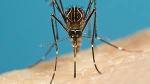 Jun 24, 2021 · mosquito love songs send mixed message about immunity date: The Buzz On Mosquito Myths What Works To Repel Them And What Doesn T