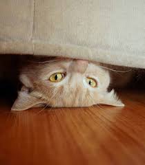 Some cats develop behavior problems that many pet parents find themselves unable to. Prozac For Cats Would Your Cat Feel The Benefit