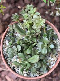 Image result for Anacampseros subnuda