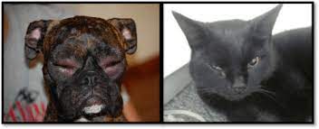 Facial Swelling In Cats And Dogs Metropolitan Veterinary Associates