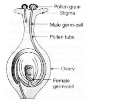 Draw The Diagram Showing Germination Of Pollen On Stigma And Label The Parts Brainly In