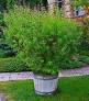 نتیجه تصویری برای آشنایی با گیاه به لیمو و نحوه کاشت و نگهداری آن