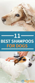10 Best Dog Shampoos For Safely Washing Your Pup S Hair In 2020 Best Dog Shampoo Dog Shampoo Best Dogs