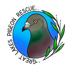 Chicago area pets now up for adoption: Pets For Adoption At Great Lakes Pigeon Rescue In Chicago Il Petfinder