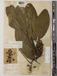 Image result for Vepris renieri