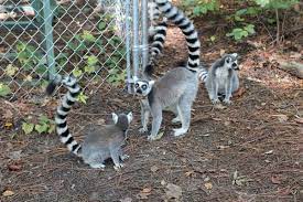Duke Lemur Center Animal Sanctuary Wildlife Sanctuary Animals