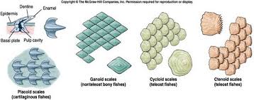 Pin By Carolina Cardoso On Oii Fish Architecture Presentation Cavities