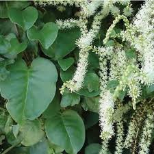 Image result for Basella paniculata