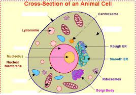 Maybe you would like to learn more about one of these? 5th Grade Science Cells Diagram Quizlet