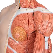 Torso muscle anatomy for artist. Torso Model Dual Sex Muscle Arm 33 Part 3b Scientific 1000205 B42